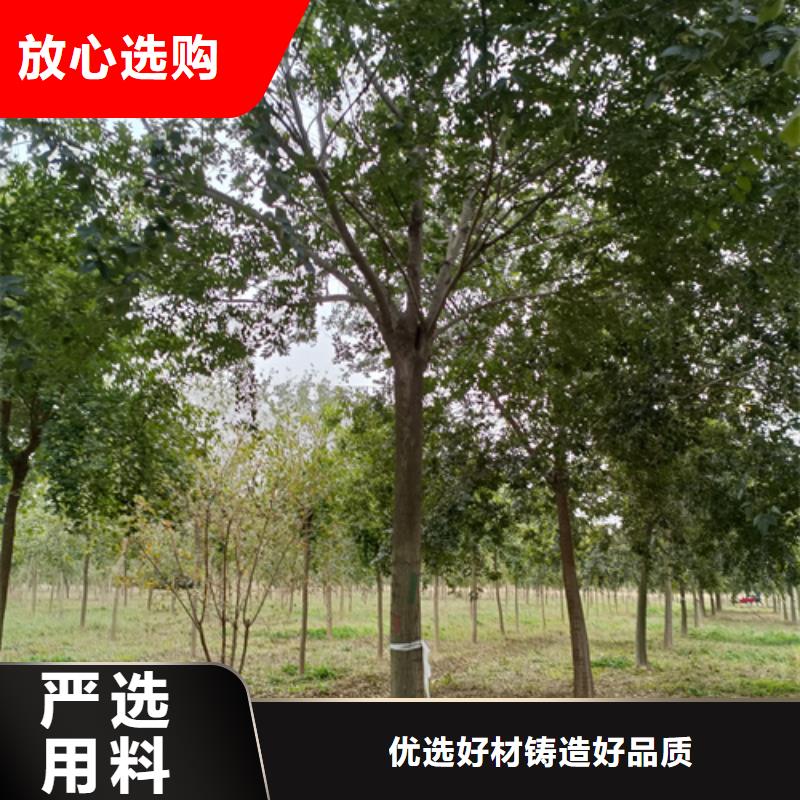 白蜡视频-白蜡|安徽省六安市|金安|霍山|宣城|合肥|滁州|黄山|安庆|淮南
