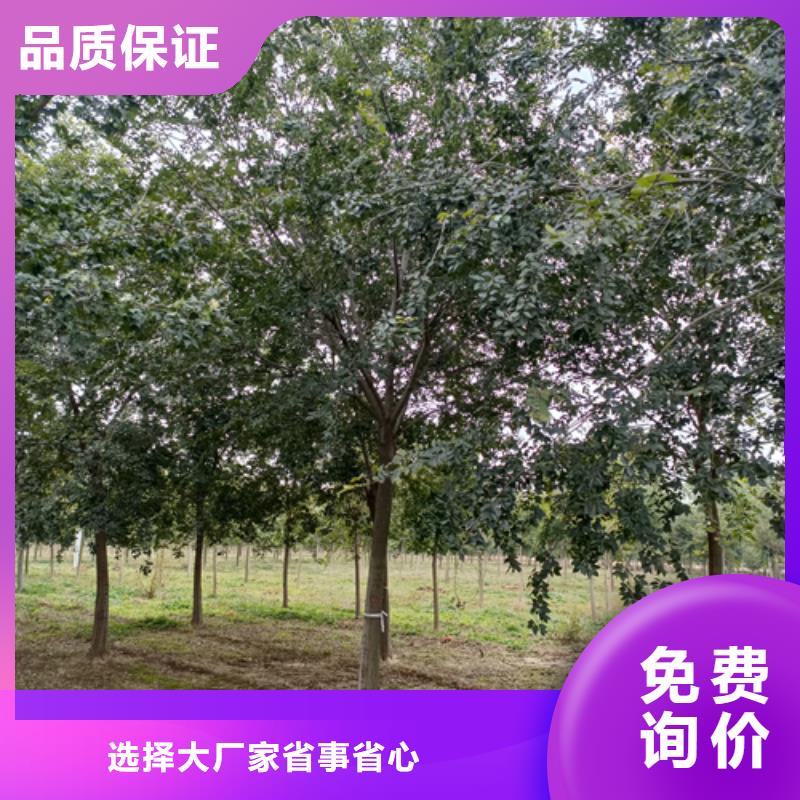 法桐樱花价格实惠工厂直供