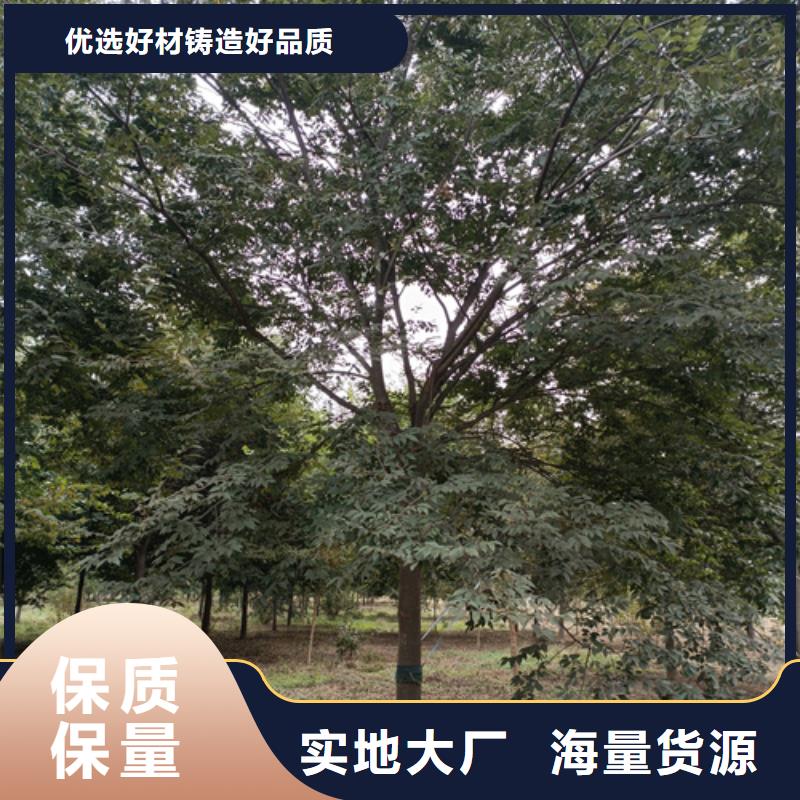 法桐_五角枫细节严格凸显品质