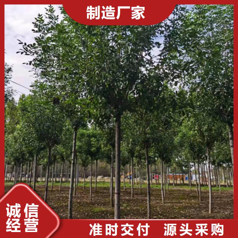 法桐,白蜡好品质经得住考验