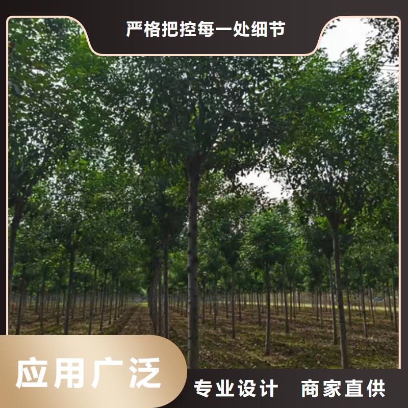 法桐,白蜡好品质经得住考验
