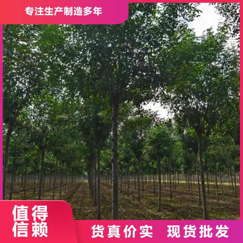 法桐-五角枫专注细节专注品质