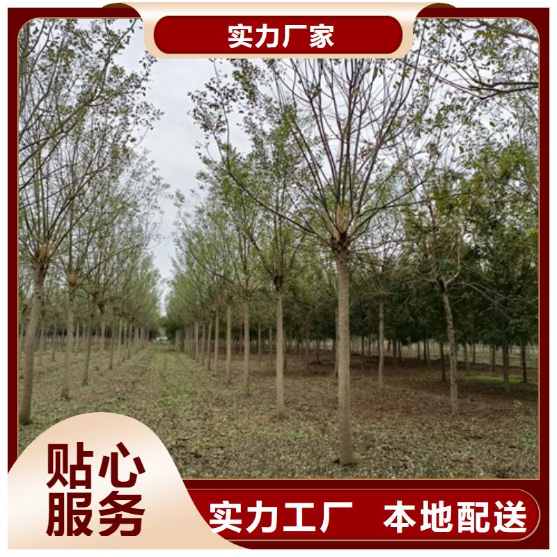 法桐-黄金槐品质做服务