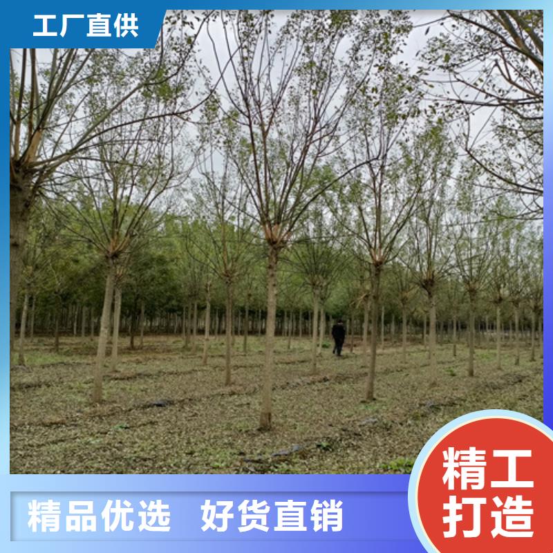 法桐美国红枫畅销本地