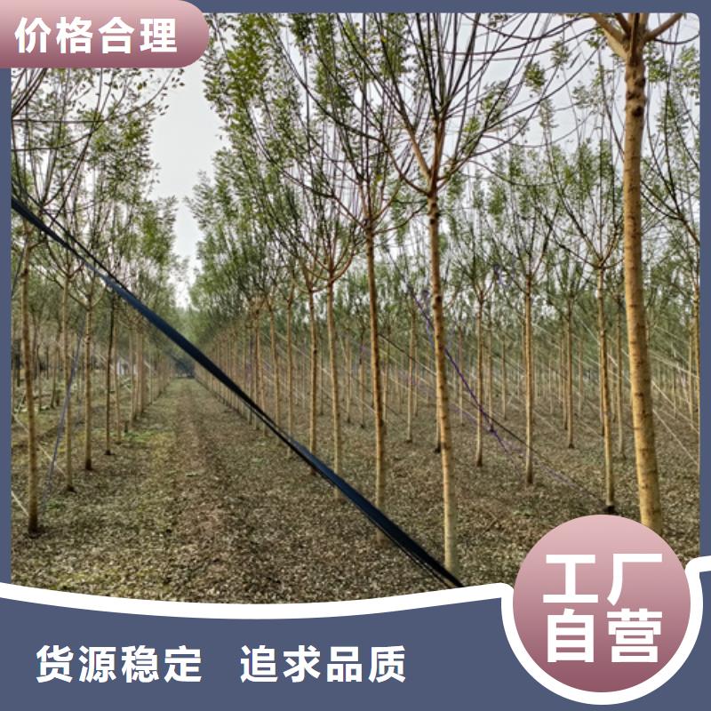 法桐美国红枫供货及时