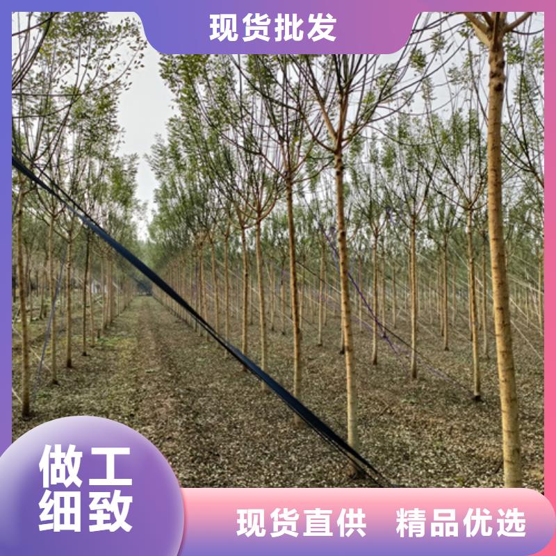 法桐现货交易