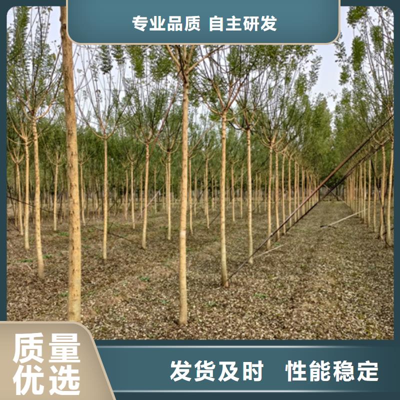 法桐黄金槐细节决定品质
