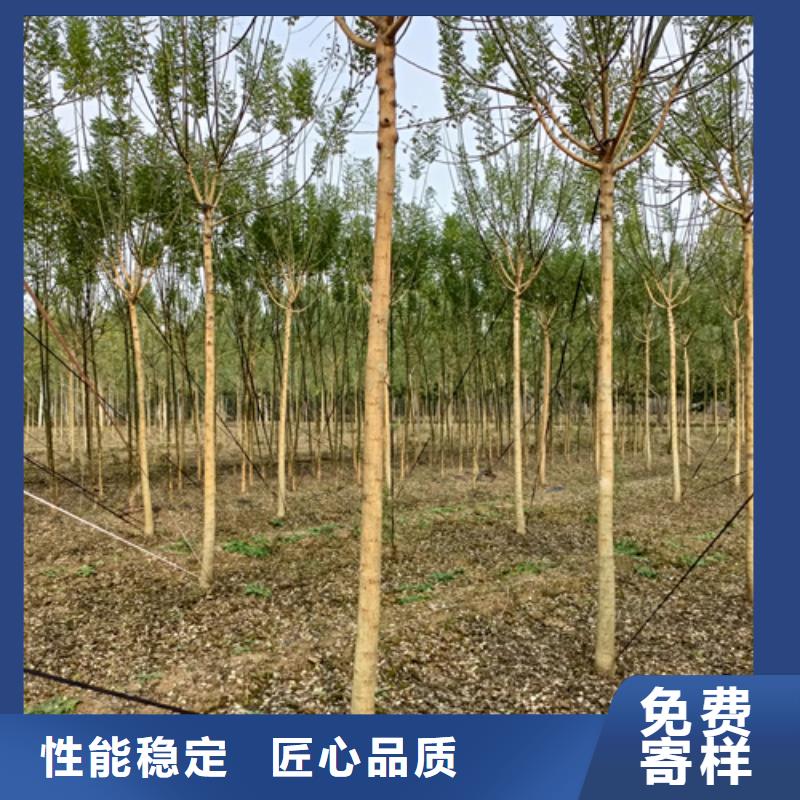 法桐截杆发帽品质保证实力见证