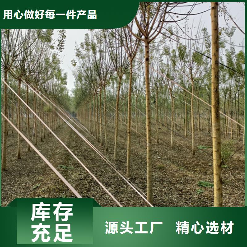 【法桐无中间商厂家直销】