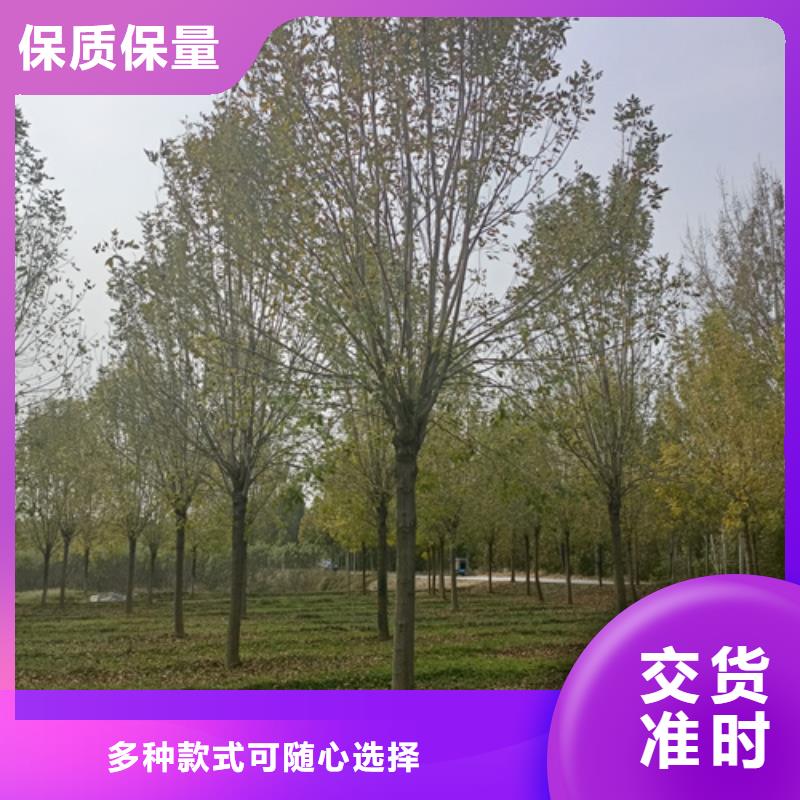 法桐国槐多种优势放心选择
