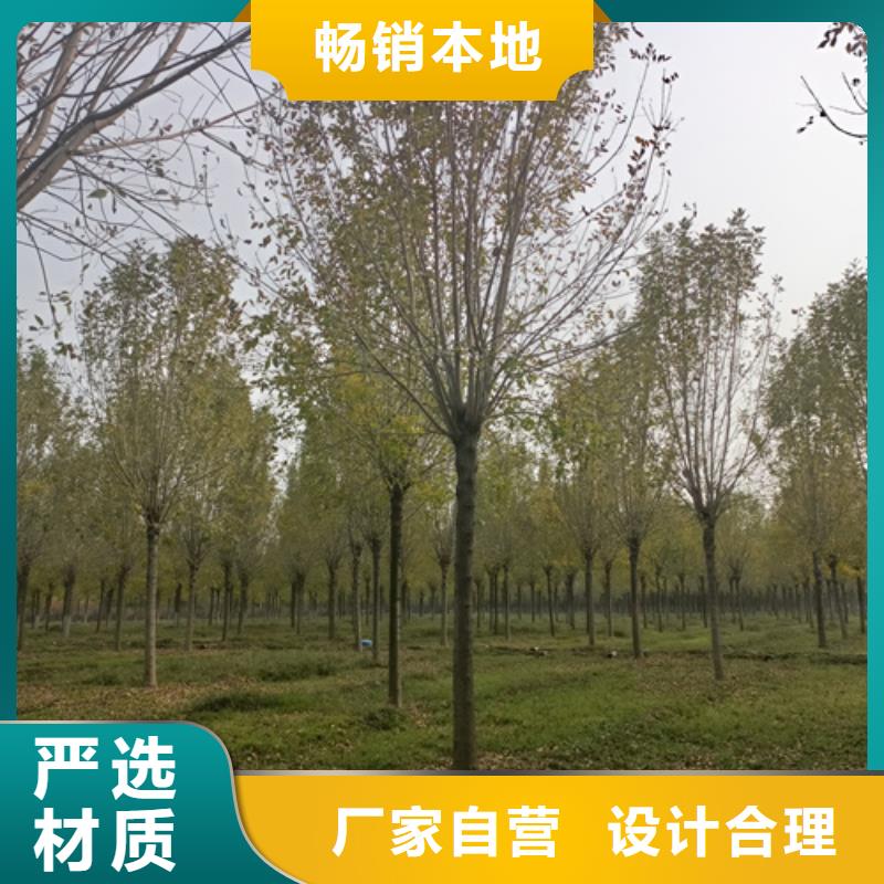 法桐金叶槐型号全价格低