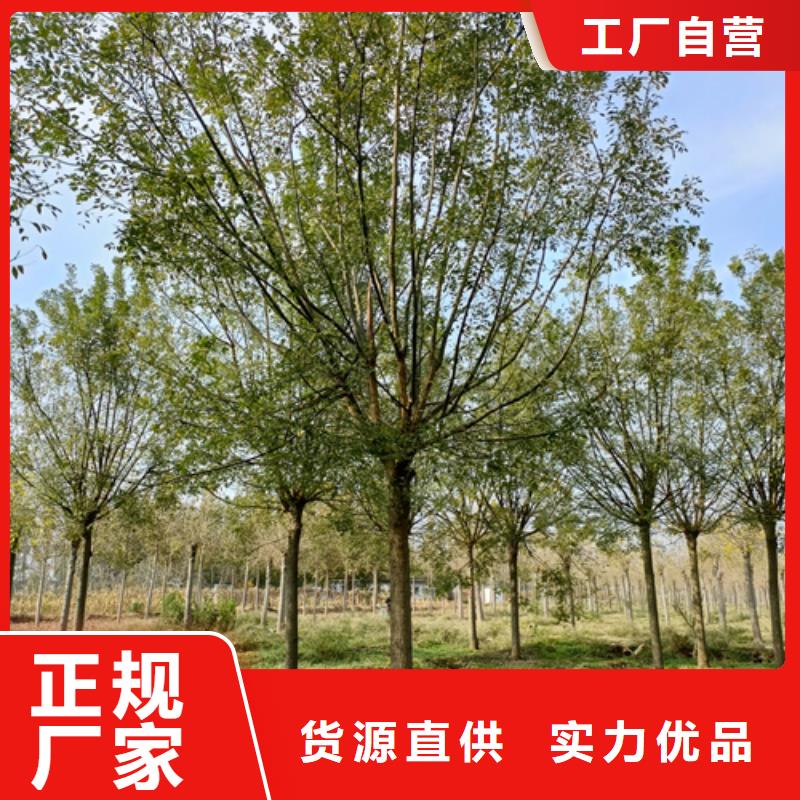 【法桐金叶复叶槭一站式采购商家】