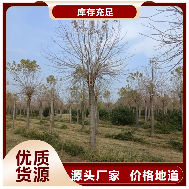 法桐_五角枫真诚合作