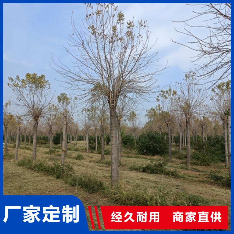 法桐五角枫服务始终如一