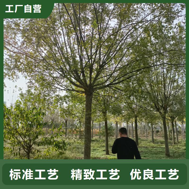 法桐_五角枫真诚合作