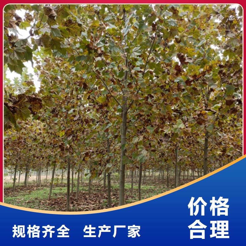 法桐五角枫服务始终如一