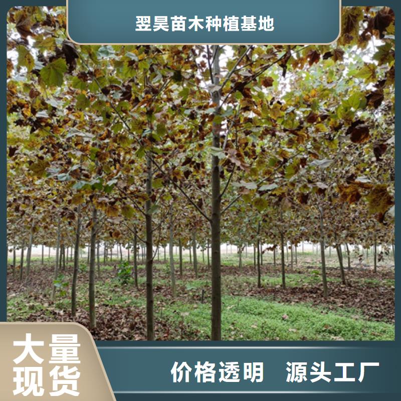 法桐炫丽海棠欢迎来厂考察