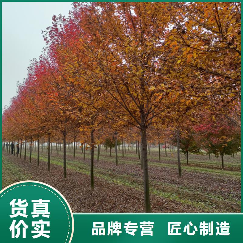 法桐,白蜡实体厂家