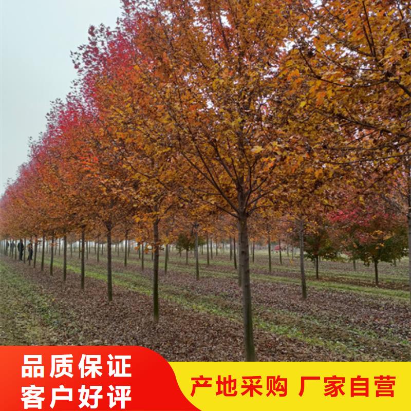 法桐炫丽海棠欢迎来厂考察