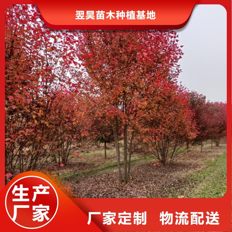 法桐国槐实力优品