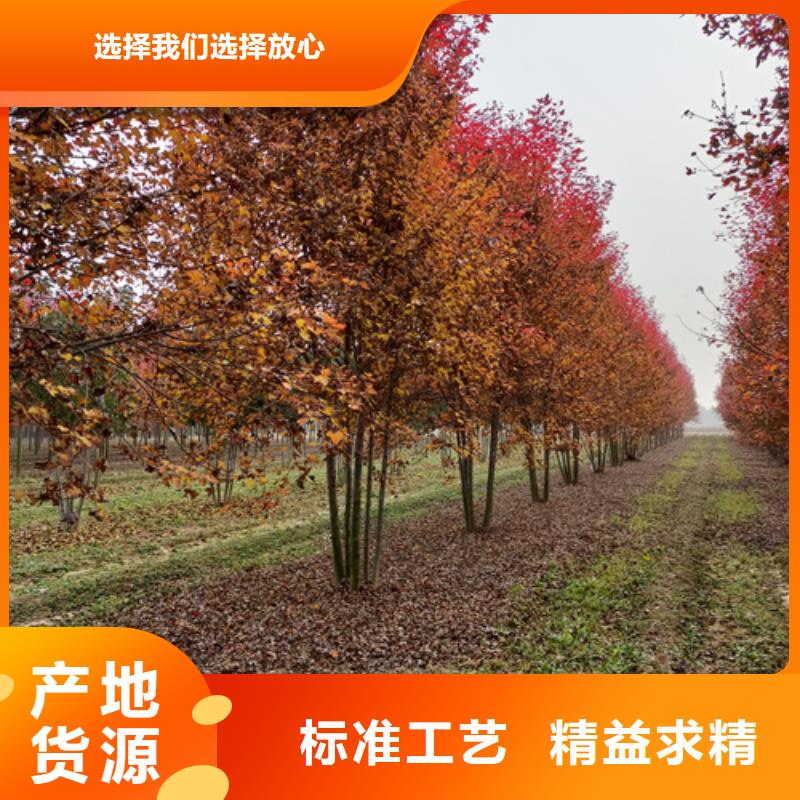【法桐】_国槐技术先进