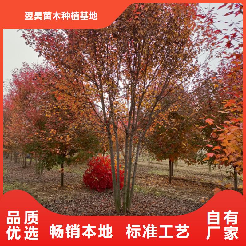 【法桐垂丝海棠用好材做好产品】