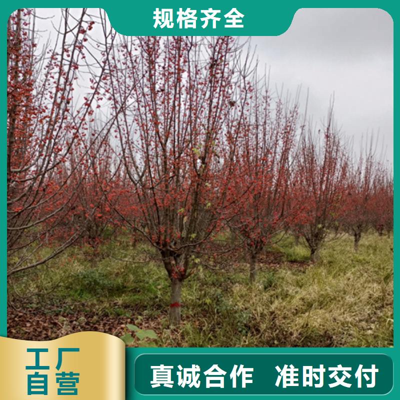 法桐,炫丽海棠一周内发货