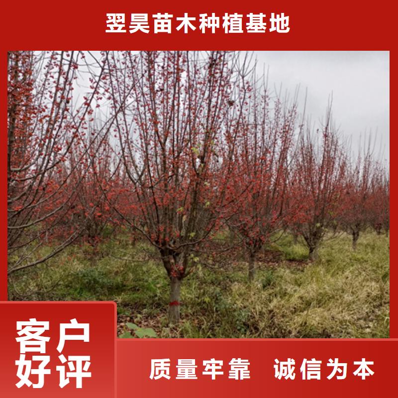 法桐五角枫厂家采购