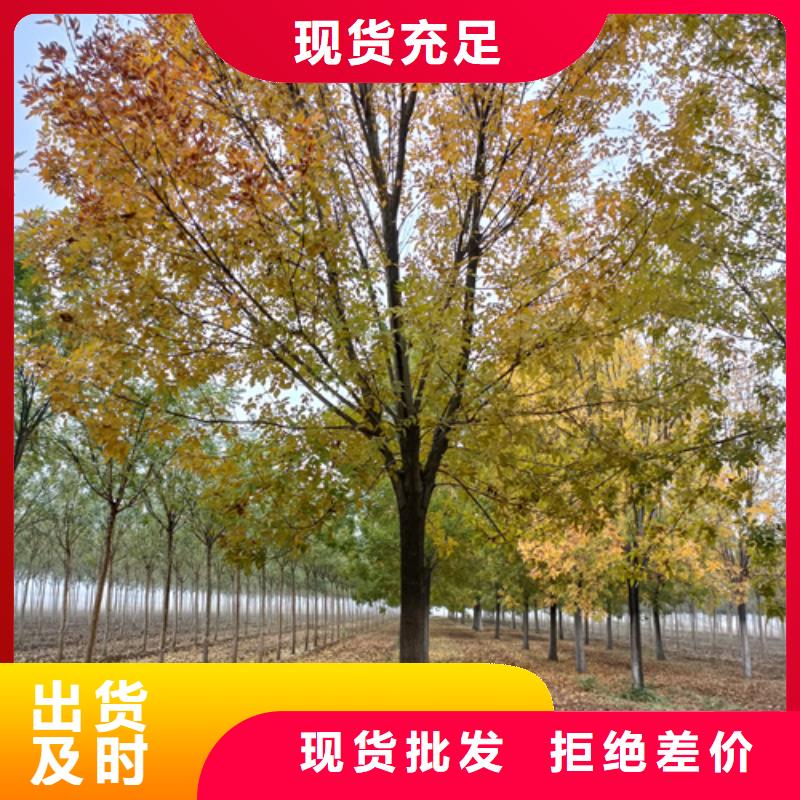 法桐白蜡售后无忧