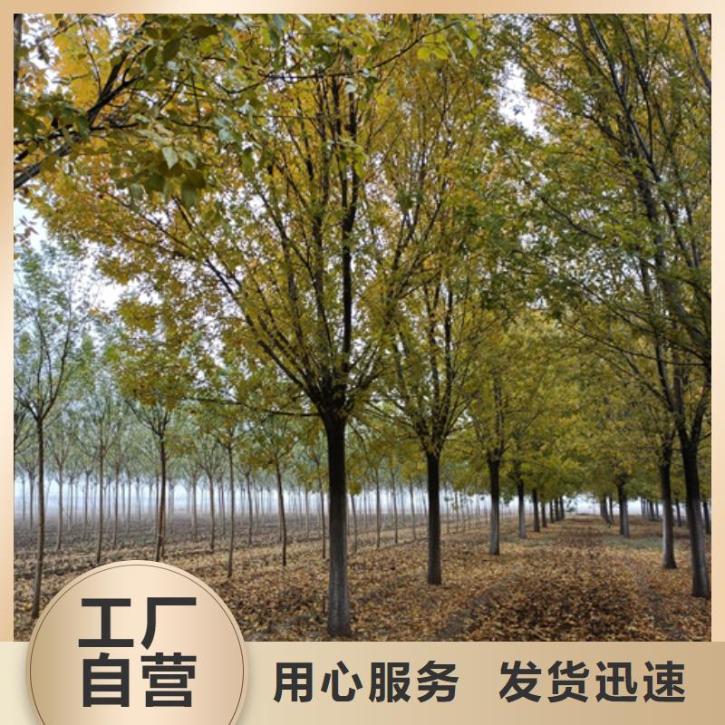法桐五角枫来图定制量大从优