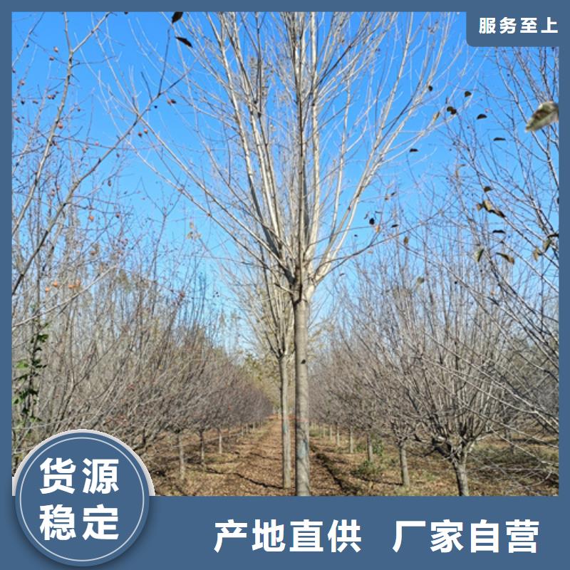 法桐五角枫厂家