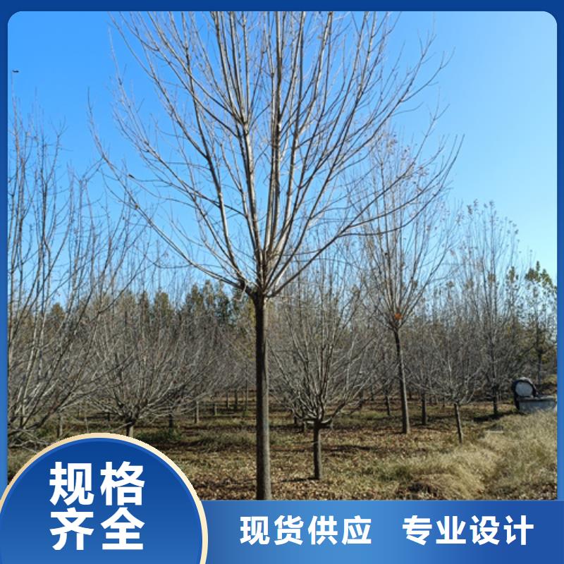 法桐-白蜡每一处都是匠心制作