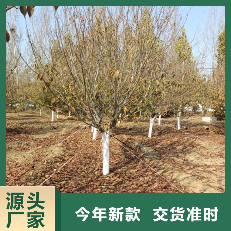 法桐,国槐出货快