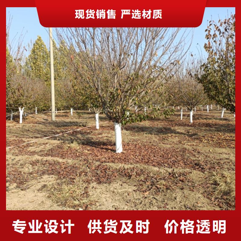 法桐-【秋紫白蜡】诚信商家服务热情