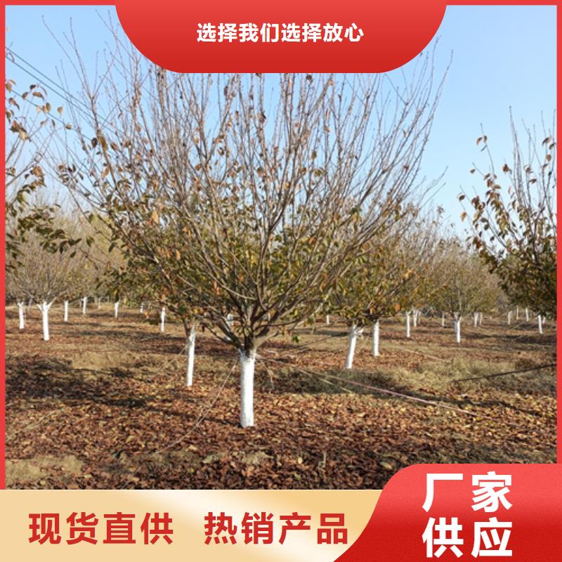 法桐原生冠法桐工艺精细质保长久