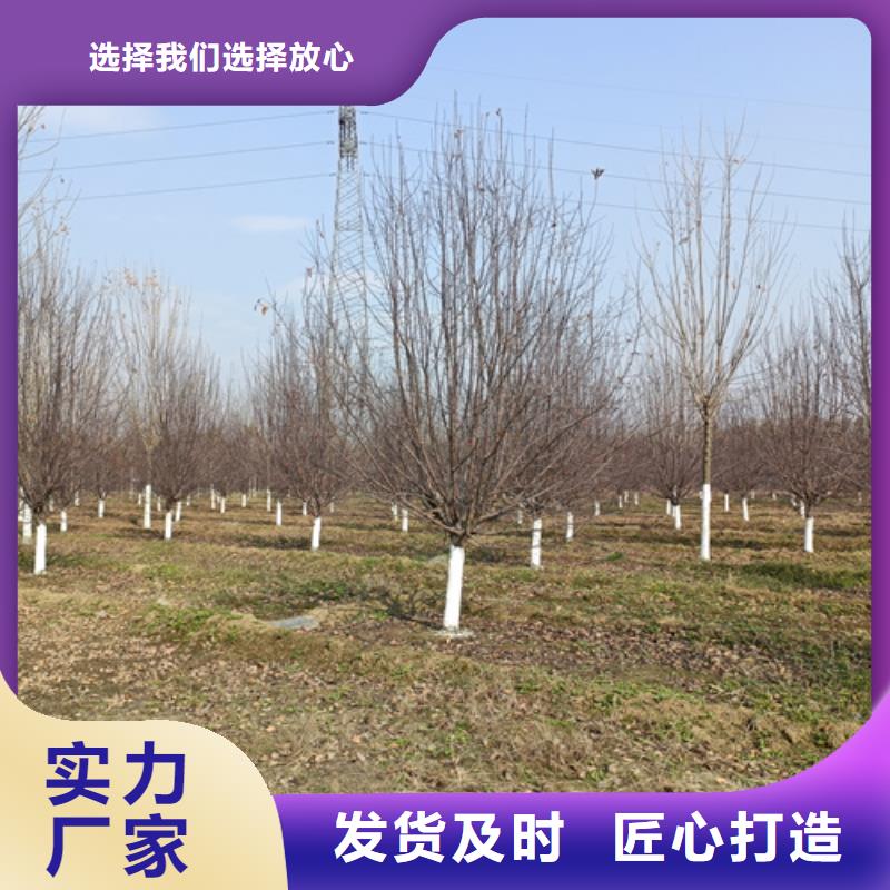 法桐_白蜡源头厂家量大价优
