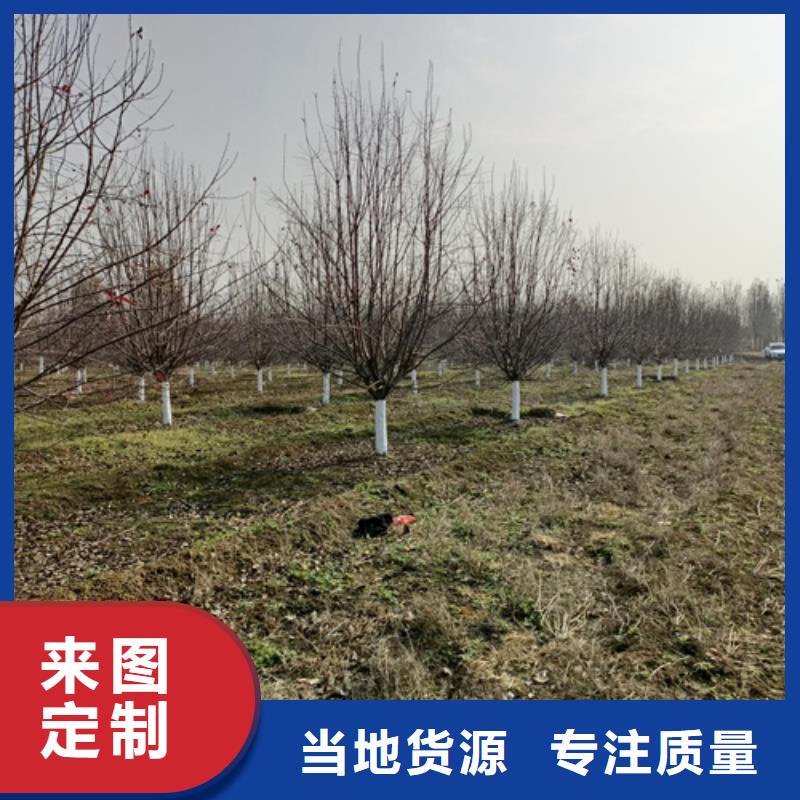 法桐五角枫实力大厂家