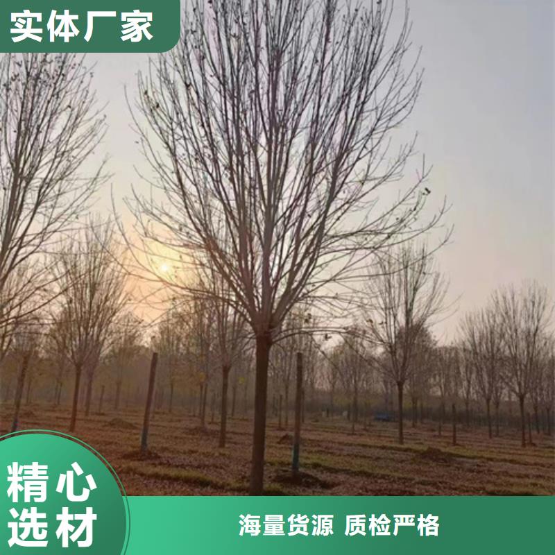 法桐金叶复叶槭实力见证