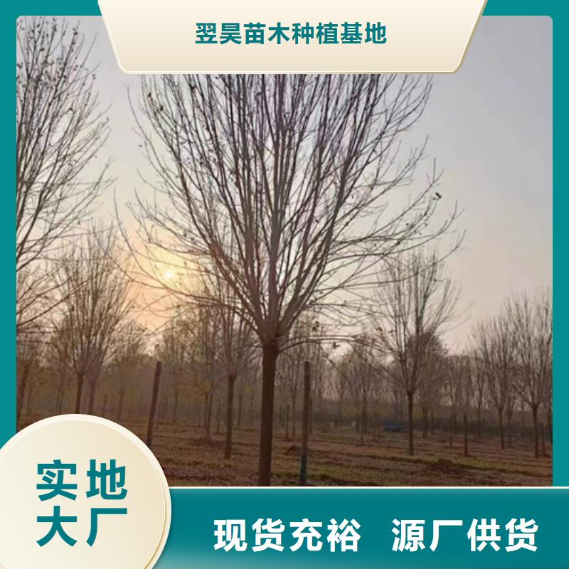 法桐_五角枫细节严格凸显品质