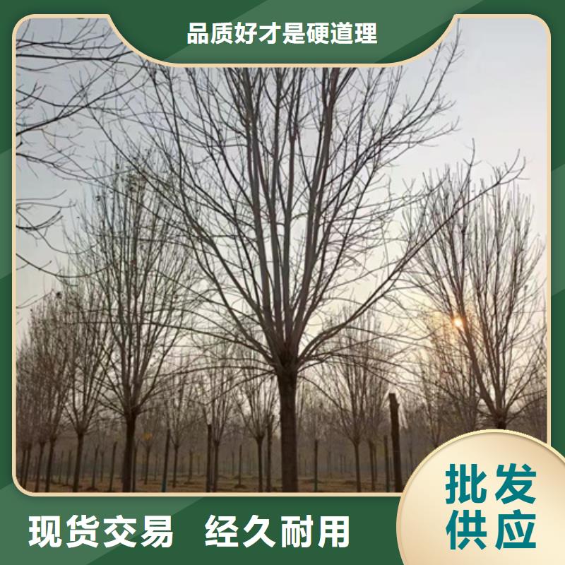 法桐黄金槐质检合格发货