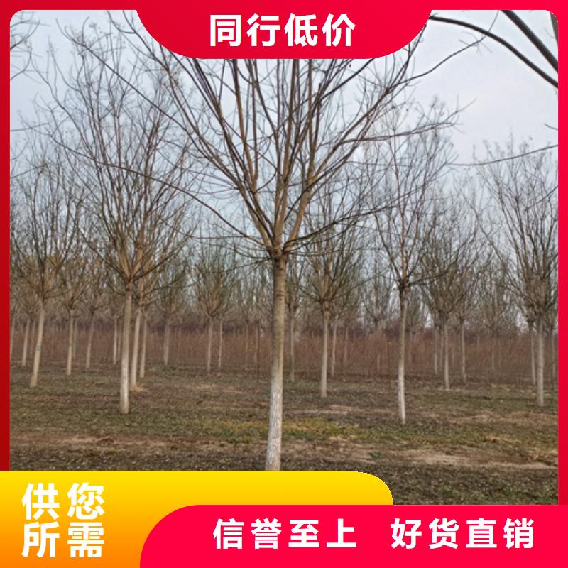 法桐型号齐全