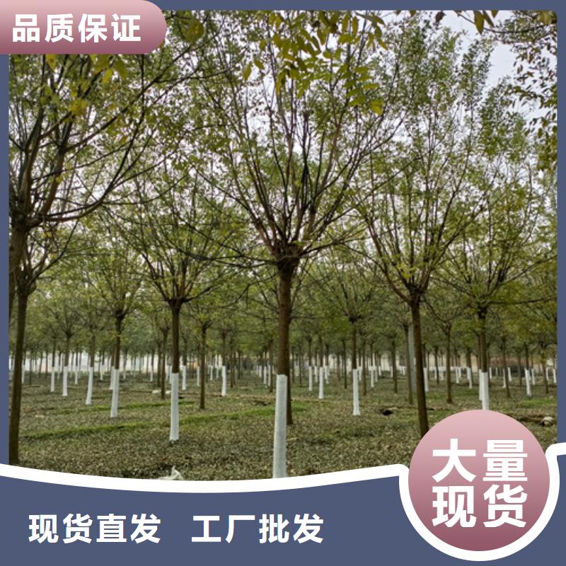 【法桐】金叶复叶槭优选厂家