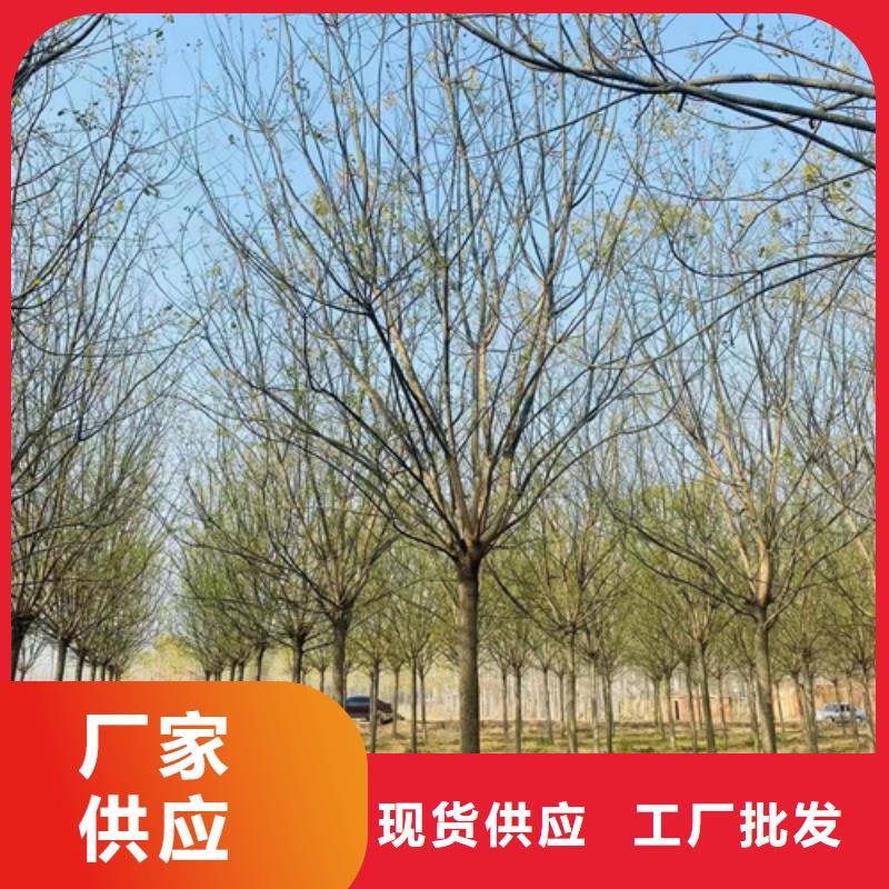 法桐秋紫白蜡优质货源