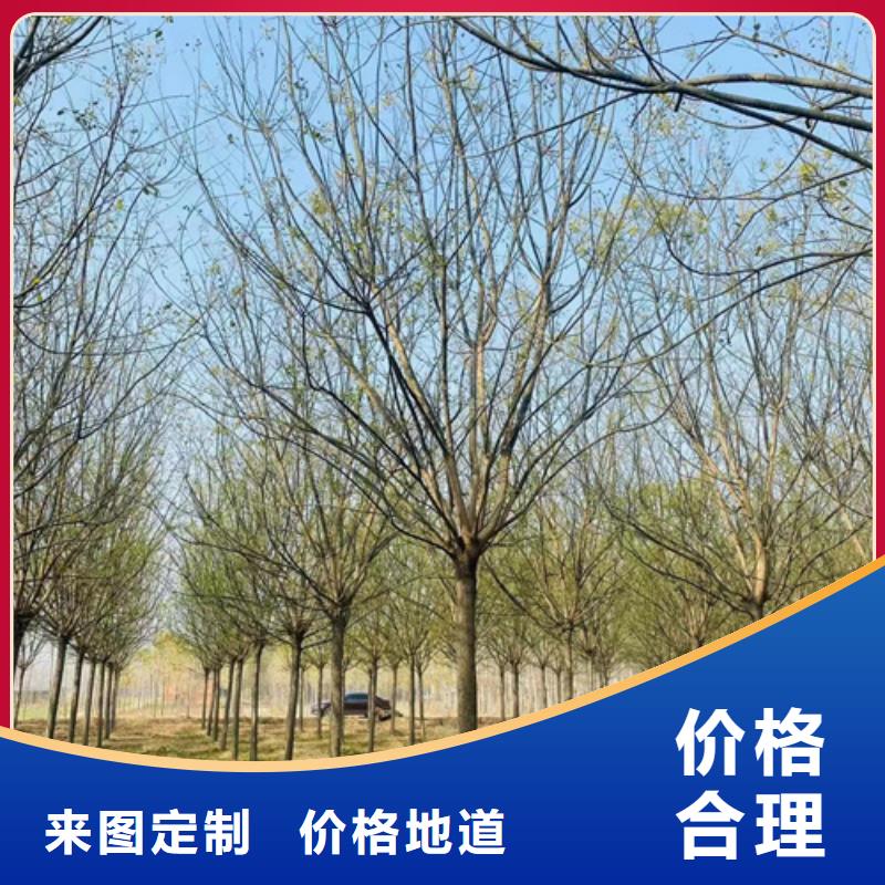法桐国槐适用场景