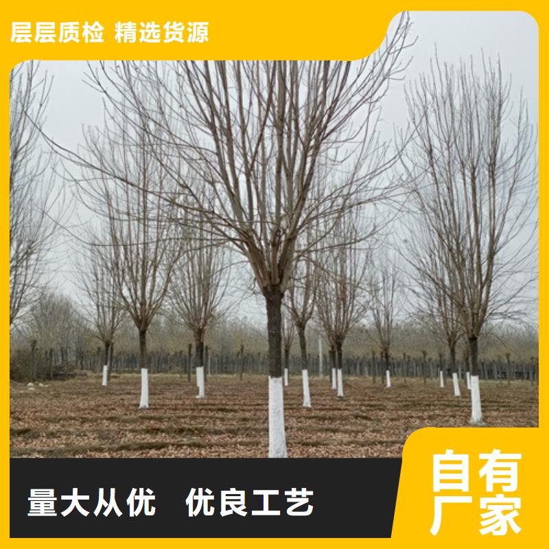 法桐美国红枫厂家直销值得选择
