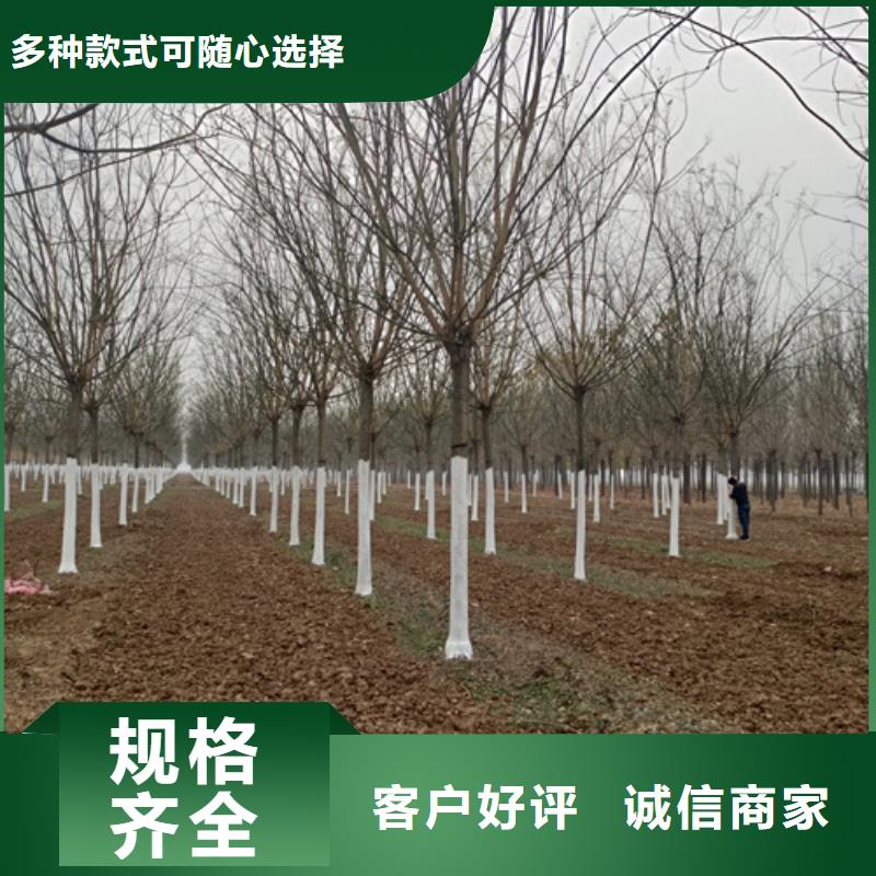 法桐黄金槐质检合格发货