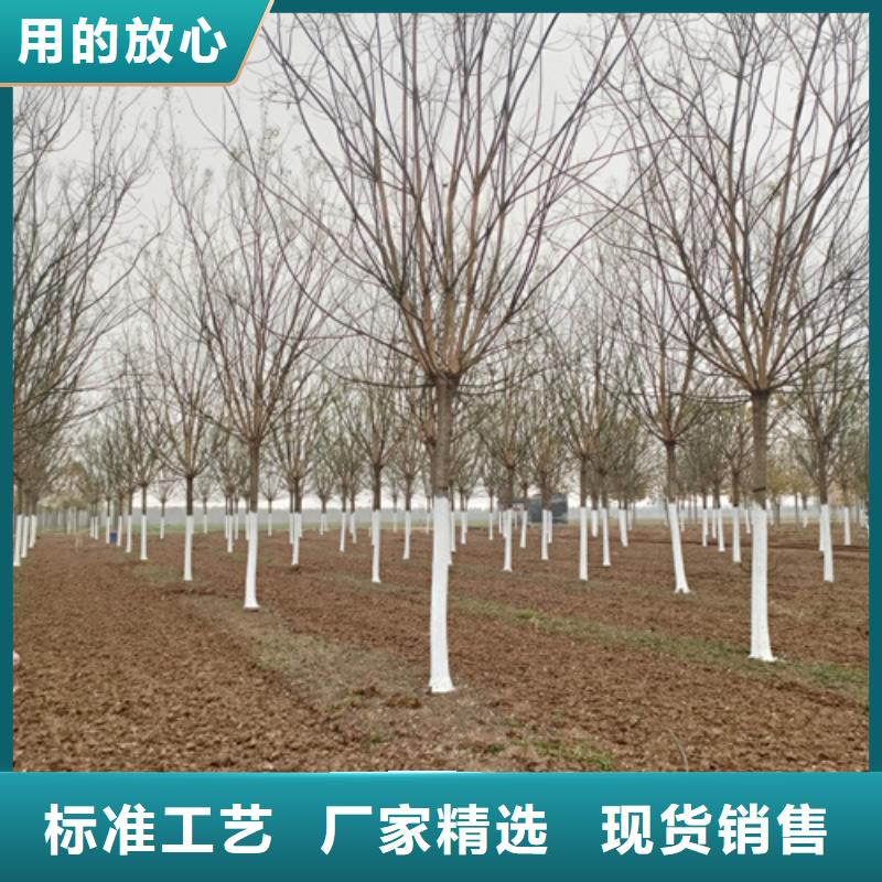 法桐金叶槐厂家十分靠谱