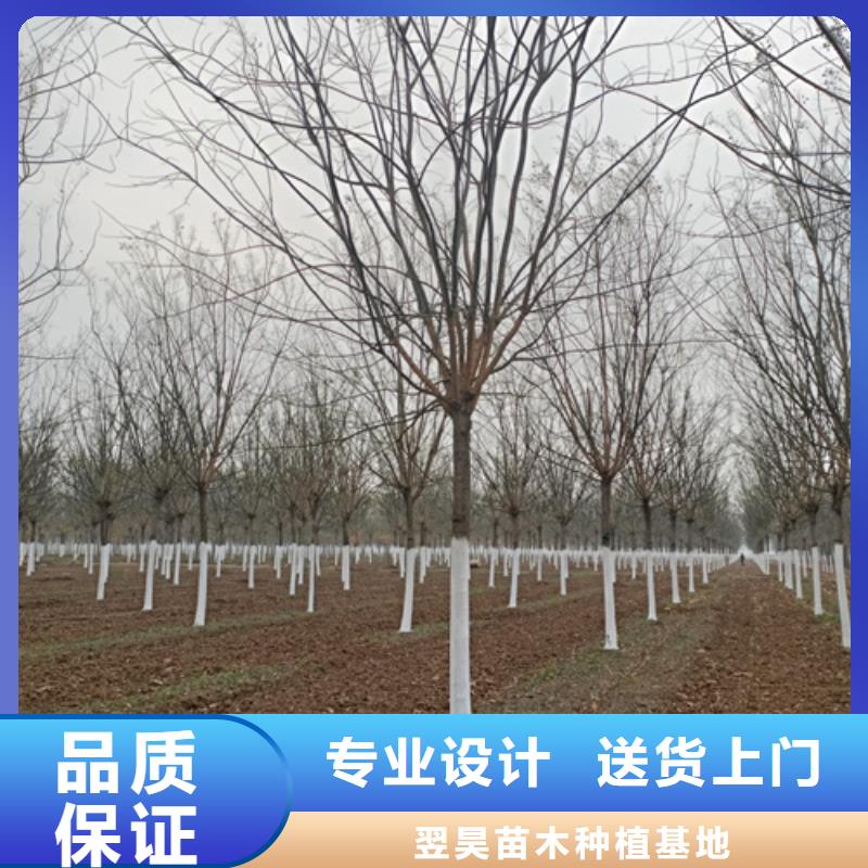 法桐-【金叶槐】的图文介绍本地供应商