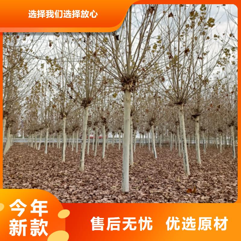 法桐型号齐全