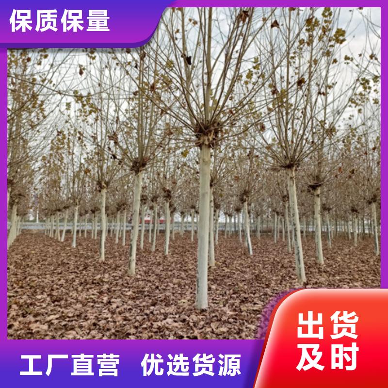 法桐黄金槐质量不佳尽管来找我